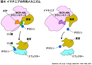 作用機序｜基本情報｜ボシュリフ｜オンコロ 