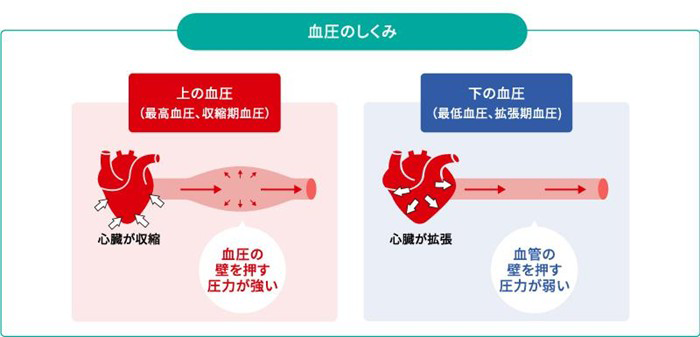 血圧のしくみ